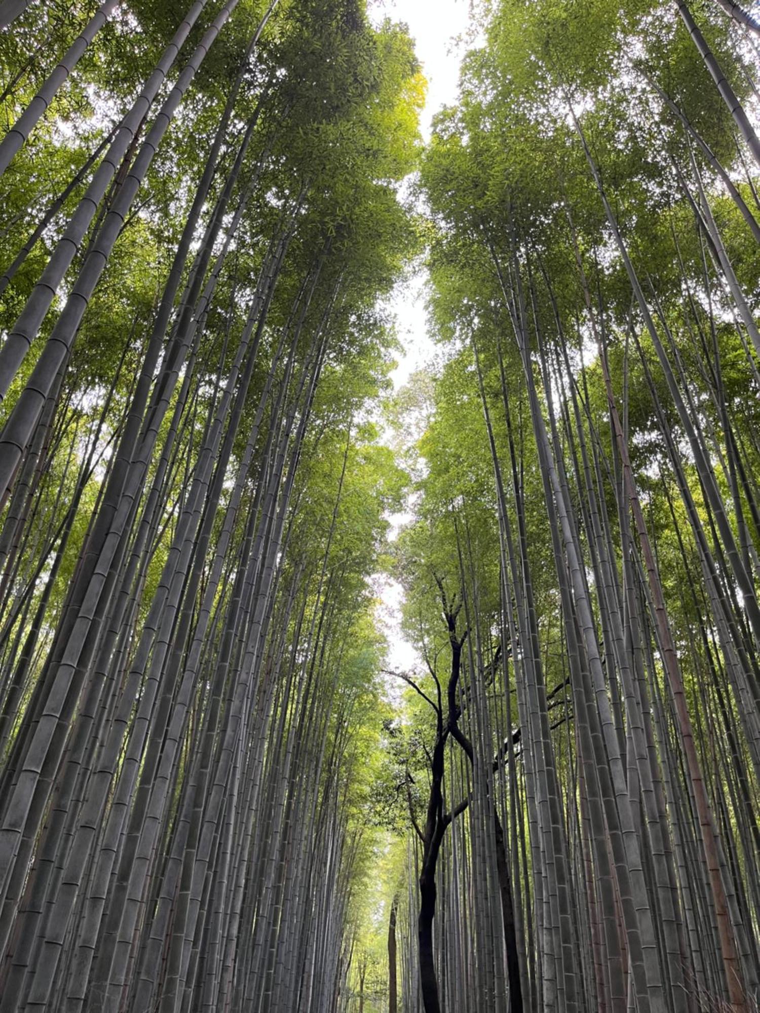 嵐山 天龍の宿 駐車無料 一棟貸切 最大5人 Dragon Legend Arashiyama Central Private Rare Modern Villa Free Parking Max 5Ppl Shimo-saga Eksteriør bilde