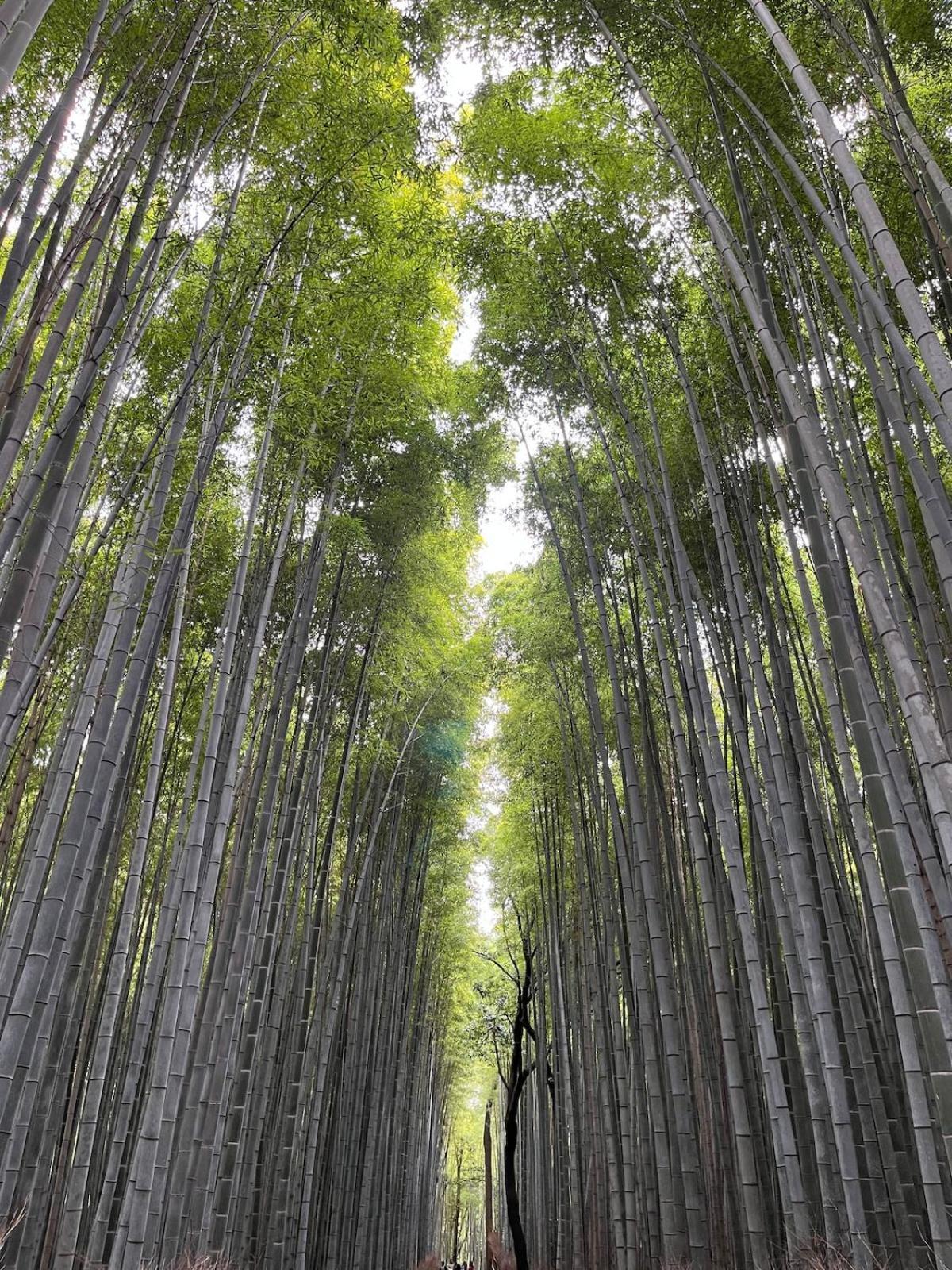 嵐山 天龍の宿 駐車無料 一棟貸切 最大5人 Dragon Legend Arashiyama Central Private Rare Modern Villa Free Parking Max 5Ppl Shimo-saga Eksteriør bilde